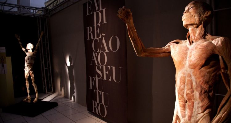 Exposição "O Fantástico Corpo Humano" chega a Belo 
